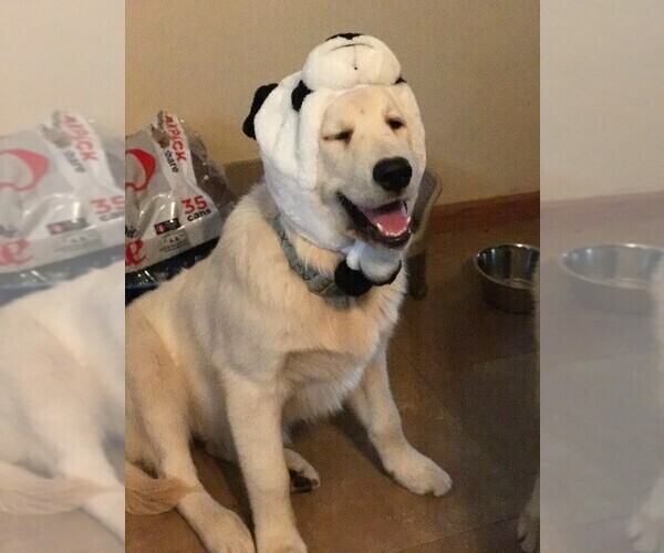 Medium Photo #84 English Cream Golden Retriever Puppy For Sale in NORTHWOOD, OH, USA