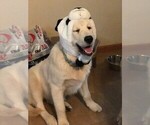 Small #83 English Cream Golden Retriever