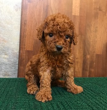 Medium Photo #8 Poodle (Toy) Puppy For Sale in CHICAGO, IL, USA