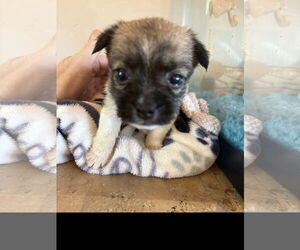 Pekingese-Unknown Mix Dogs for adoption in Denton, TX, USA