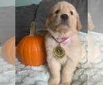 Puppy Purple girl Golden Retriever