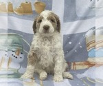 Puppy Posie Goldendoodle