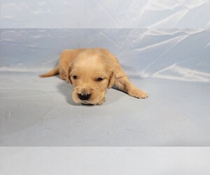 Medium Golden Retriever