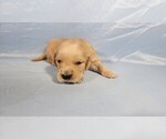 Puppy Peggy Golden Retriever