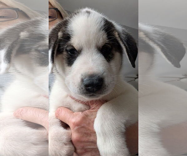 Medium Photo #3 Labrenees Puppy For Sale in Brooklyn Center, MN, USA