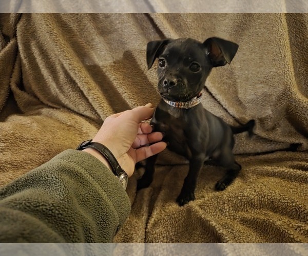 Medium Photo #1 Chug Puppy For Sale in HILLSDALE, MI, USA