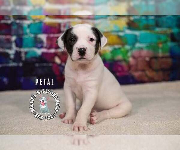 Medium Photo #2 Staffordshire Bull Terrier-Unknown Mix Puppy For Sale in Omaha, NE, USA
