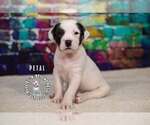 Small #1 Staffordshire Bull Terrier Mix