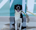 Small Border Collie