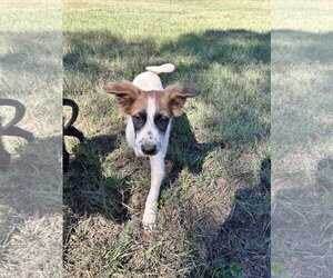 Phoenix - Male Australian Shepherd Dog for Adoption - Photo #4