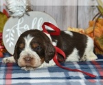 Small English Springer Spaniel