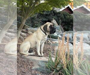 Father of the Mastiff puppies born on 07/20/2025
