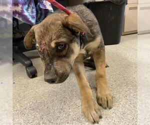 German Shepherd Dog-Unknown Mix Dogs for adoption in Modesto, CA, USA