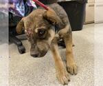 A615527 - Male German Shepherd Dog-Unknown Mix Dog for Adoption - Small photo
