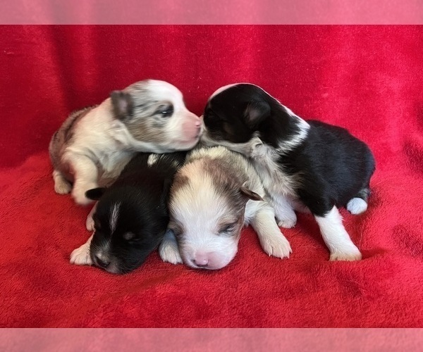 Medium Photo #2 Miniature Australian Shepherd Puppy For Sale in FORT MORGAN, CO, USA