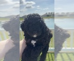 Puppy 3 Miniature Bernedoodle