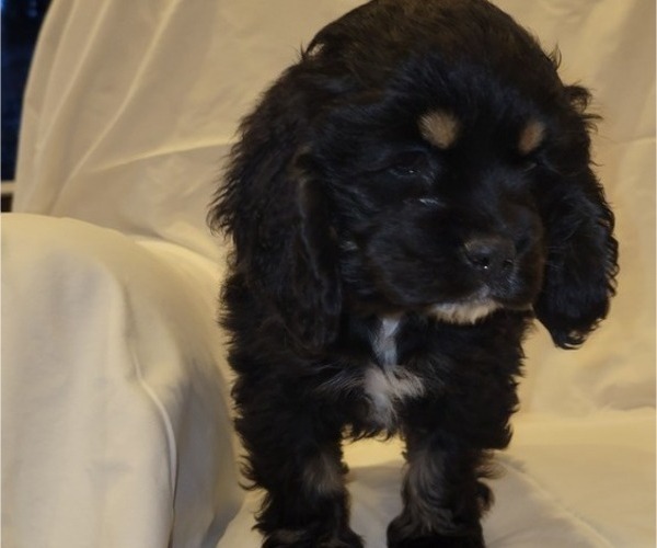 Medium Photo #13 Cocker Spaniel Puppy For Sale in WITHEE, WI, USA