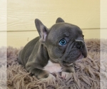 Puppy 1 French Bulldog