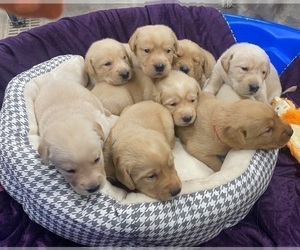Golden Labrador Puppy for sale in PEPIN, WI, USA