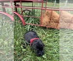 Small #1 Labrador Retriever