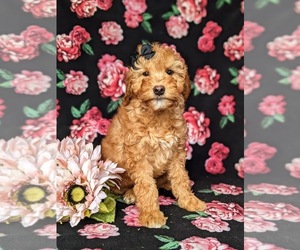 Goldendoodle (Miniature) Puppy for sale in LINCOLN UNIVERSITY, PA, USA