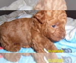 Small Poodle (Miniature)