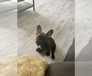 French Bulldog Puppy for sale in SARASOTA, FL, USA