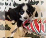 Small Photo #6 Australian Shepherd Puppy For Sale in EXETER, MO, USA