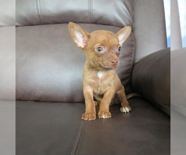 Medium Photo #8 Chihuahua Puppy For Sale in HAYES, VA, USA