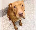 Small #1 Mutt