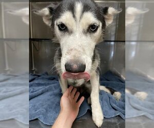 Siberian Husky-Unknown Mix Dogs for adoption in Waco, TX, USA