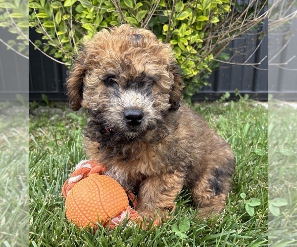 Medium Photo #4 Whoodle (Miniature) Puppy For Sale in MIDDLEBURY, IN, USA