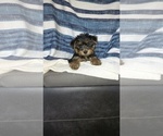 Puppy Jack Yorkshire Terrier