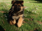 Small #30 German Shepherd Dog