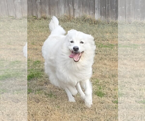 Medium Photo #7 Chow Chow-Great Pyrenees Mix Puppy For Sale in Houston, TX, USA