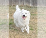 Small #6 Chow Chow-Great Pyrenees Mix