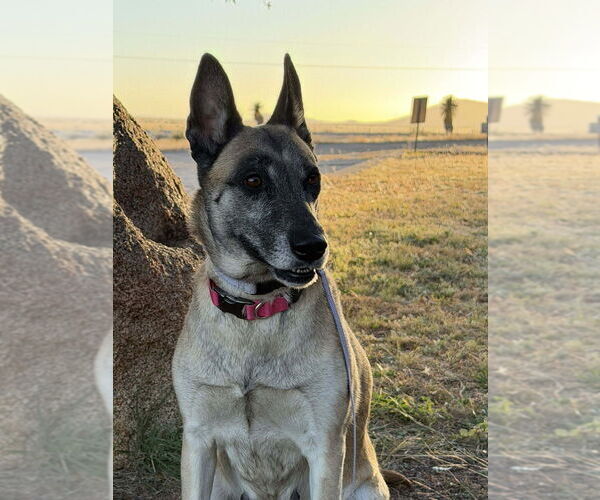 Medium Photo #6 Mutt Puppy For Sale in Imlay City, MI, USA