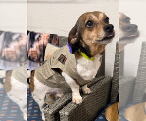 Gutherie - Male Beagle-Unknown Mix Dog for Adoption - Photo #7