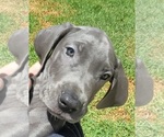Small #22 Great Dane