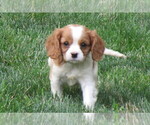 Puppy 3 Cavalier King Charles Spaniel