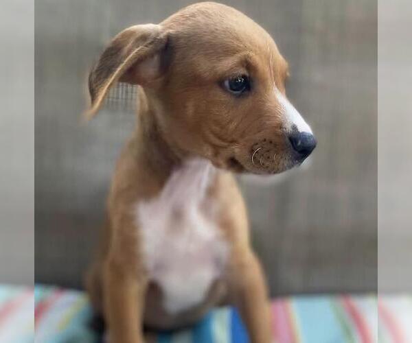 Medium Photo #9 Labrador Retriever-Unknown Mix Puppy For Sale in San Diego, CA, USA