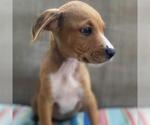 Small #8 Labrador Retriever Mix