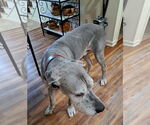 Small #5 Great Dane