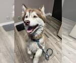 Small Siberian Husky