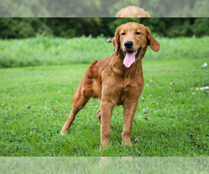 Golden Retriever Puppy for sale in LIBERTY, KY, USA
