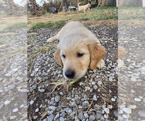 Golden Retriever Puppy for sale in TALIHINA, OK, USA