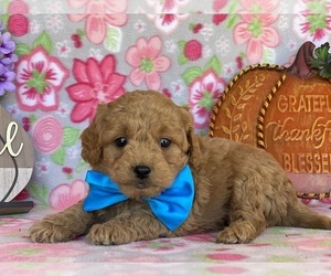 Goldendoodle (Miniature) Puppy for sale in LANCASTER, PA, USA