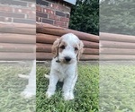 Small #2 Goldendoodle
