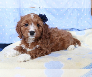 Cavapoo Puppy for sale in SHILOH, OH, USA