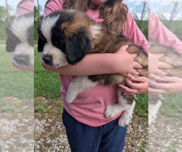 Medium Photo #1 Saint Bernard Puppy For Sale in JEFFERSONVILLE, KY, USA